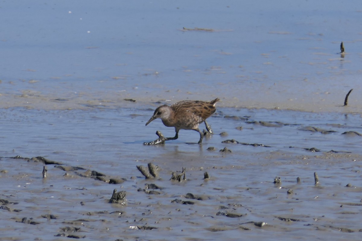 Water Rail - ML311925381