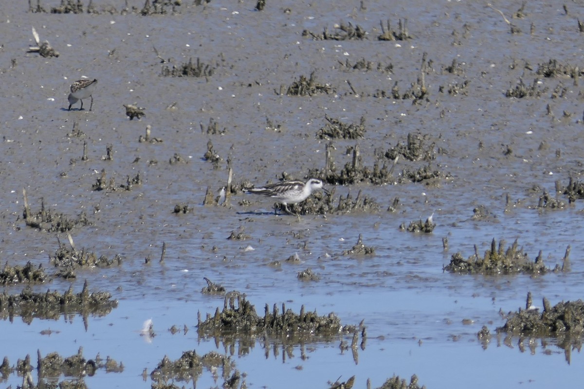 Phalarope à bec étroit - ML311925541