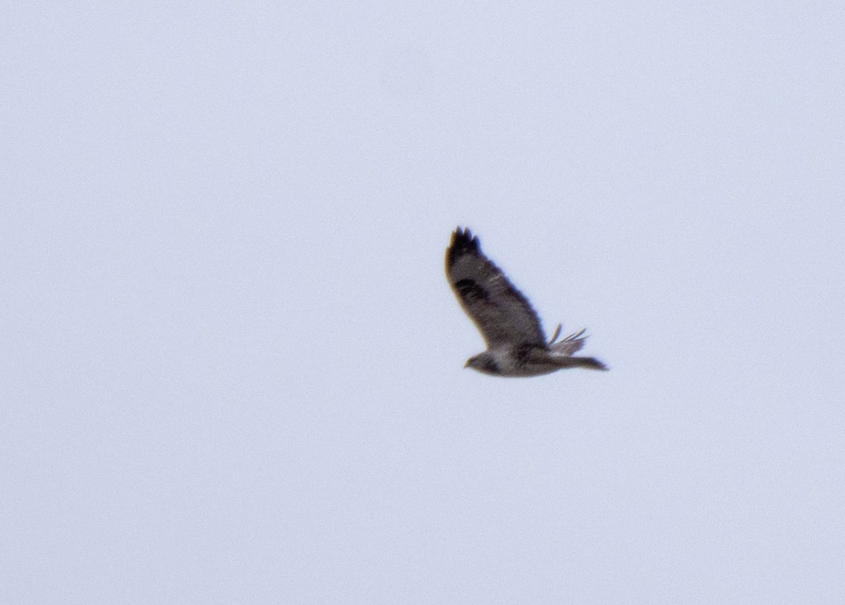 Rough-legged Hawk - ML311926491