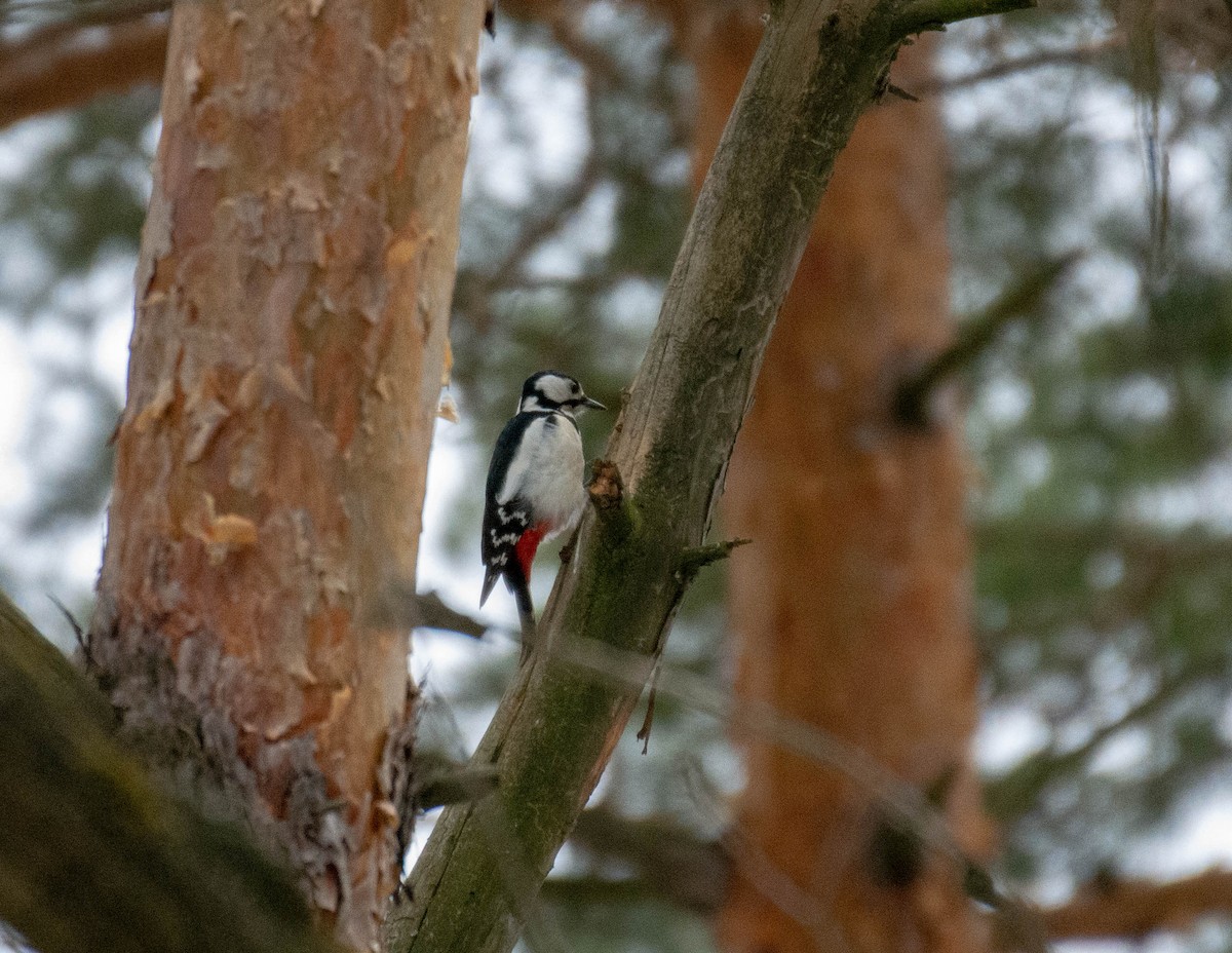 Great Spotted Woodpecker - ML311926531