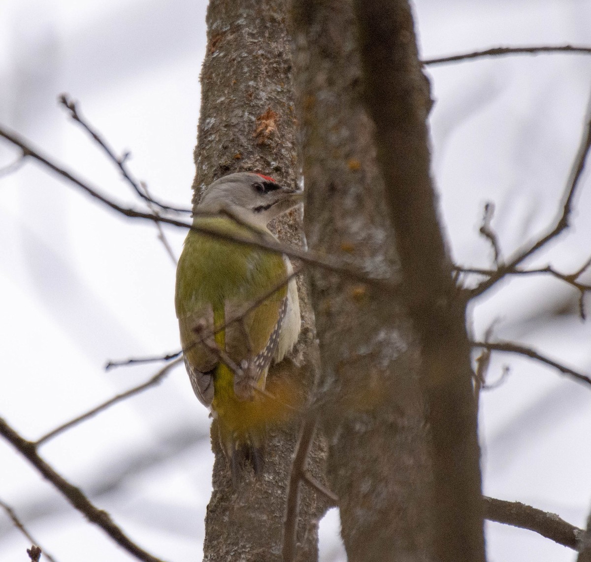 Gray-headed Woodpecker - ML311926541