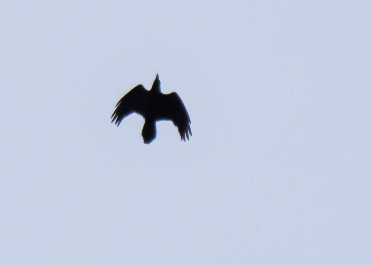 Common Raven - ML311926551