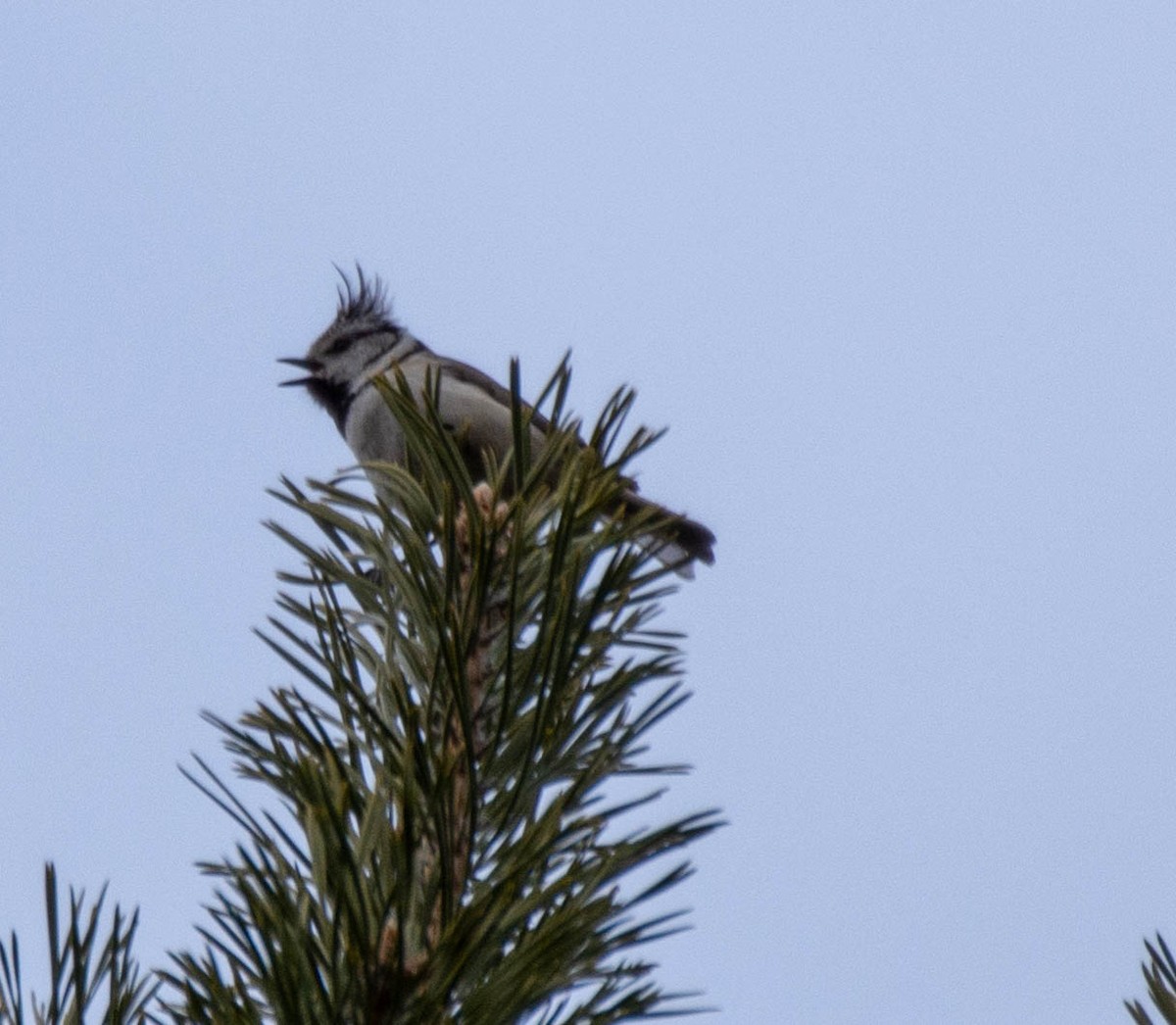Crested Tit - ML311926591