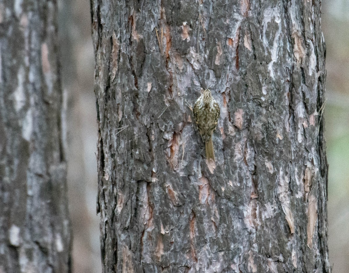 Eurasian Treecreeper - ML311926881