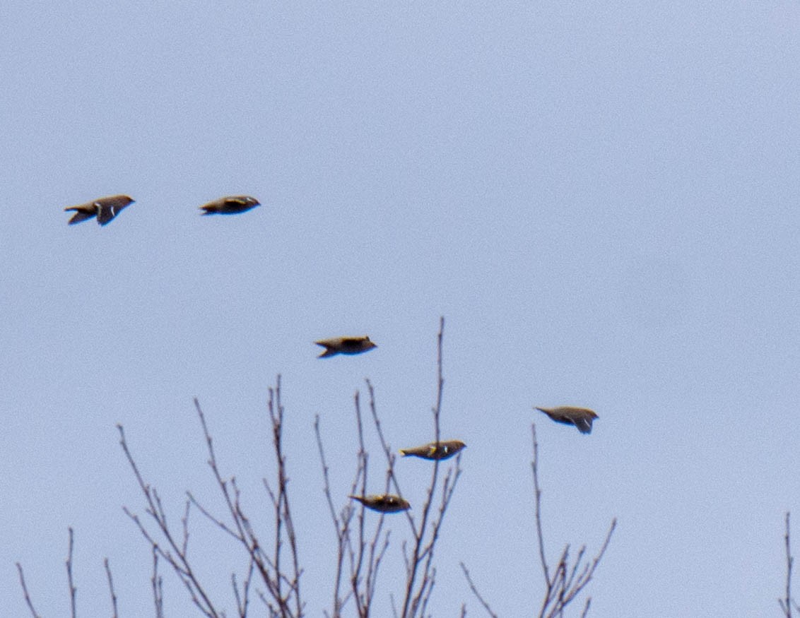 Bohemian Waxwing - ML311926891