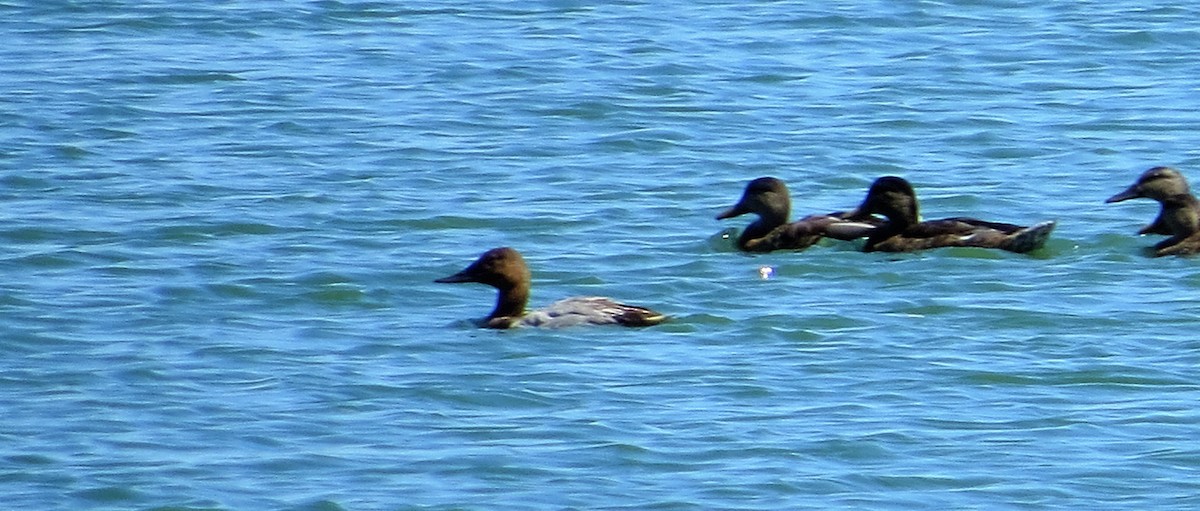Canvasback - ML31192711