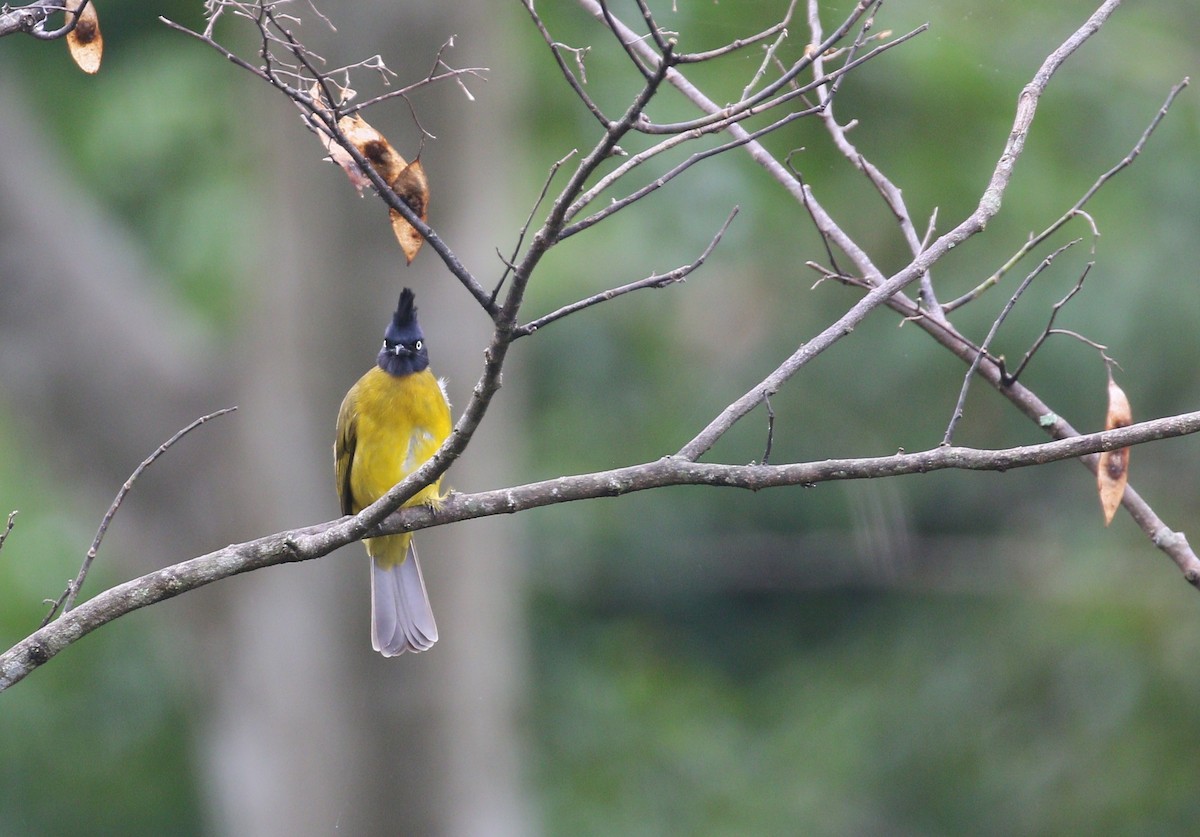 Black-crested Bulbul - ML311928071