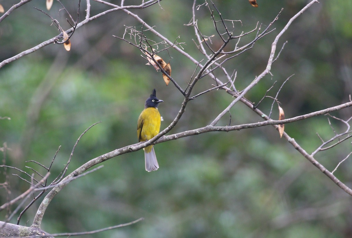 Black-crested Bulbul - ML311928101