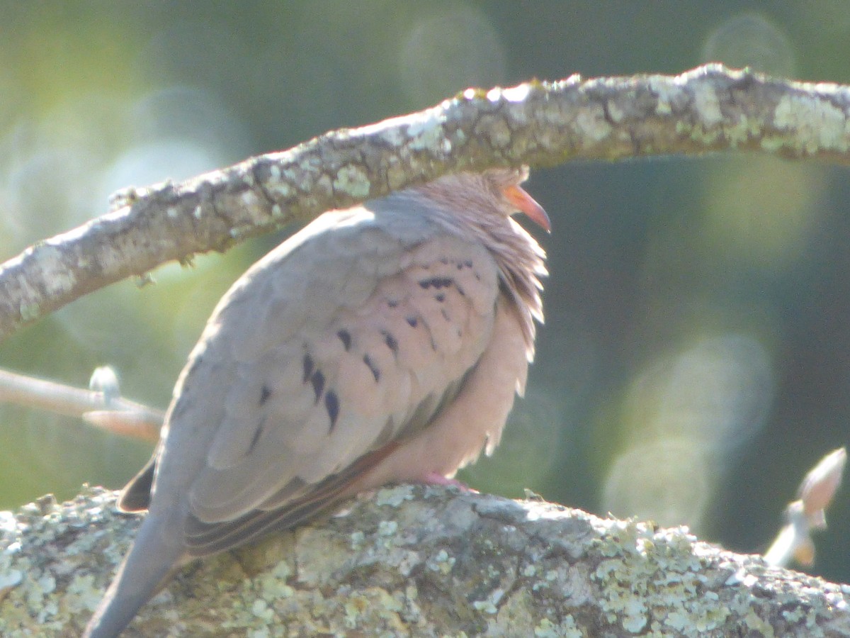 Common Ground Dove - ML311928181