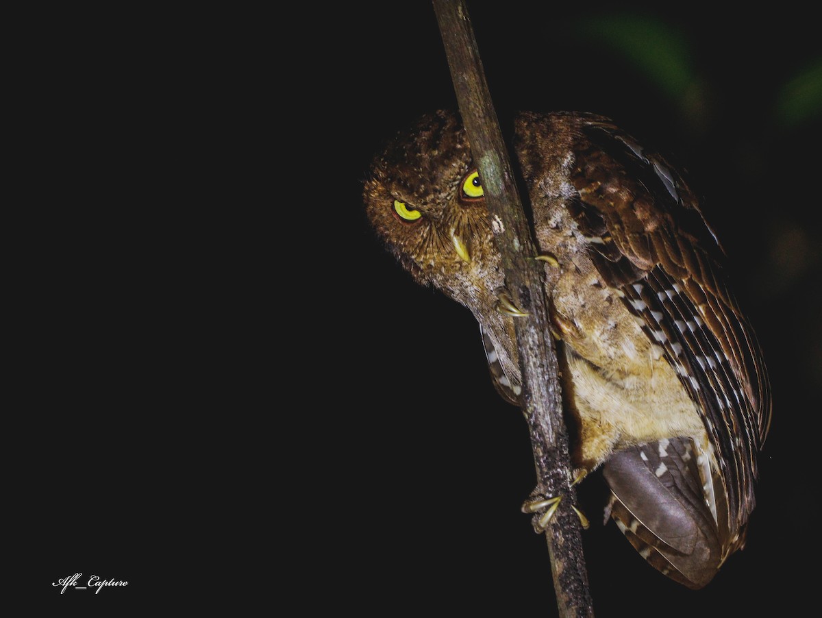 Andaman Scops-Owl - ML311929351