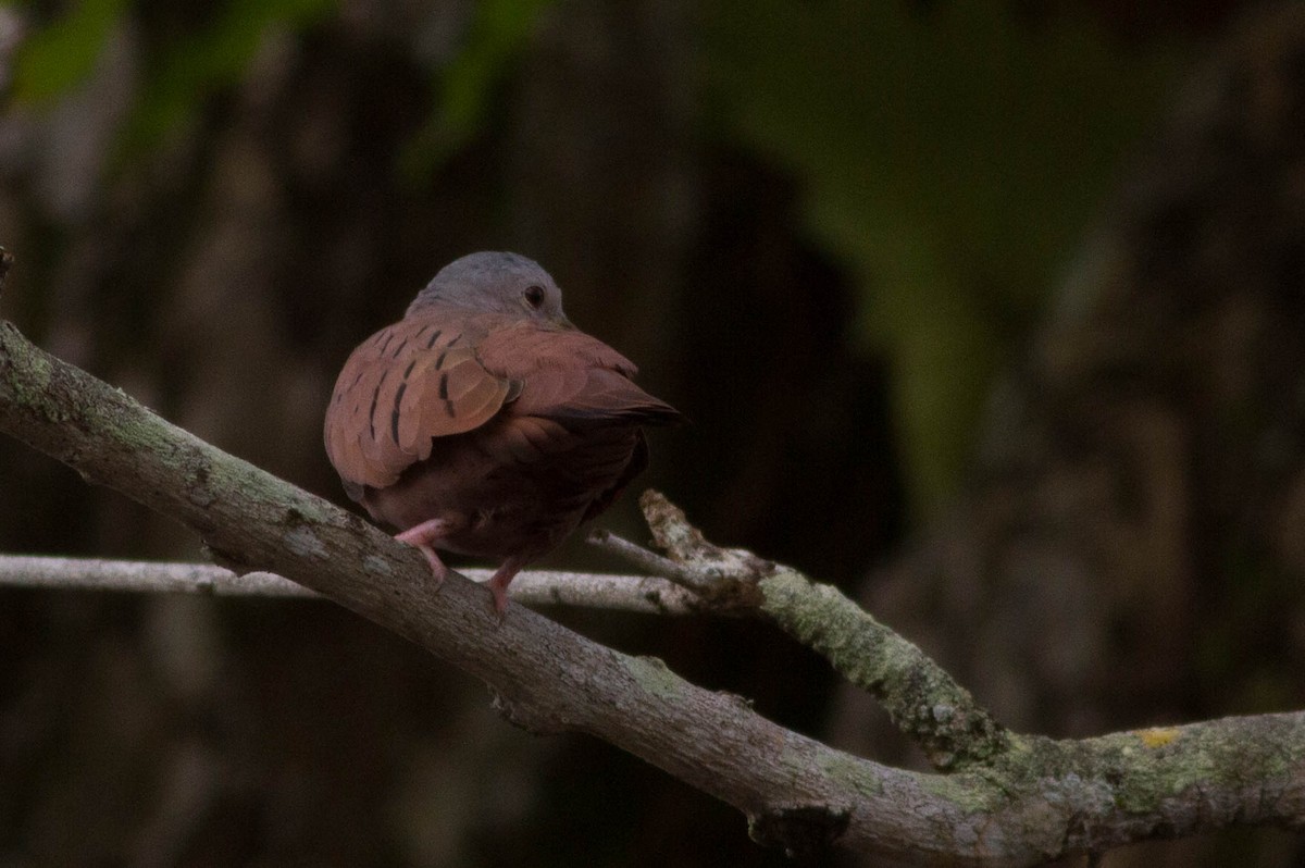 Ruddy Ground Dove - ML311930781