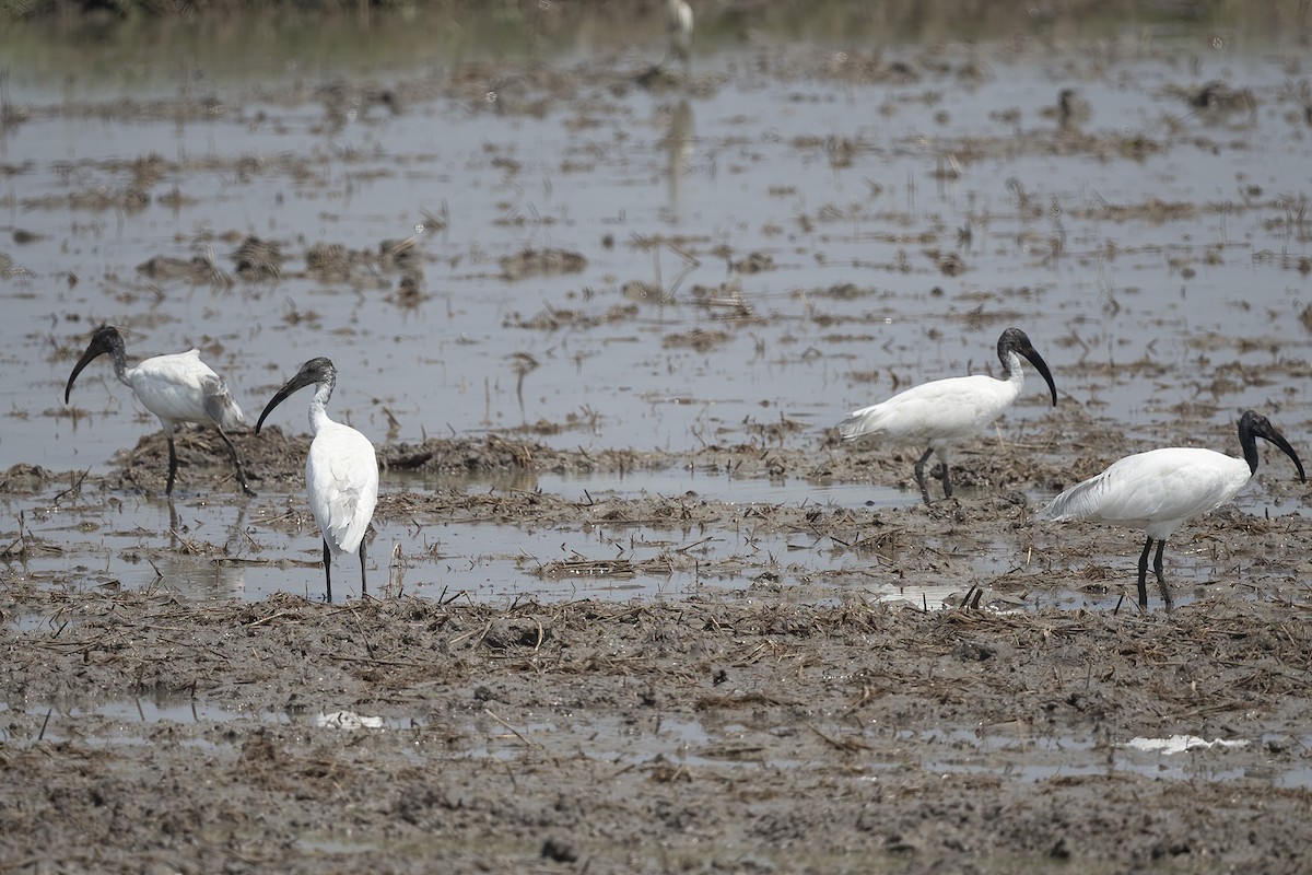 Black-headed Ibis - ML311931771