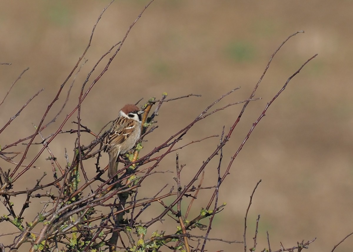 Eurasian Tree Sparrow - John Swallow