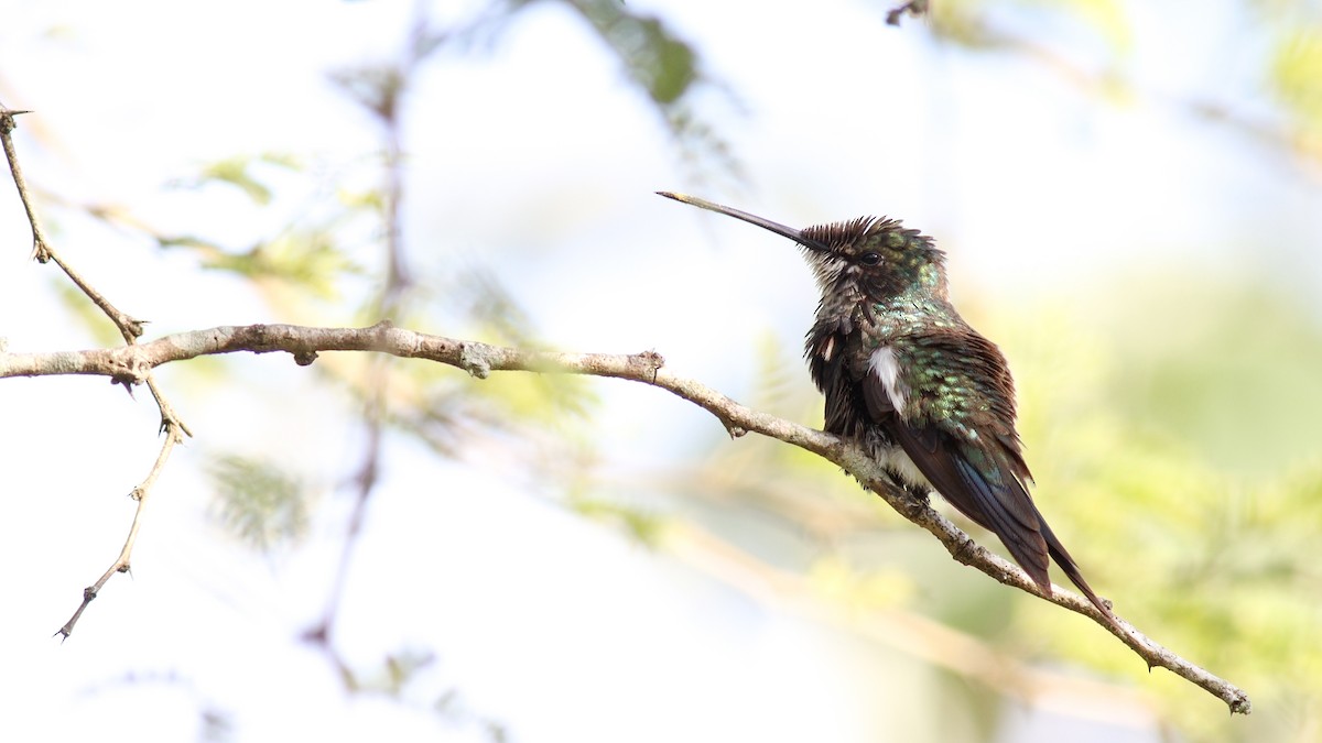 Blue-tufted Starthroat - ML311933471