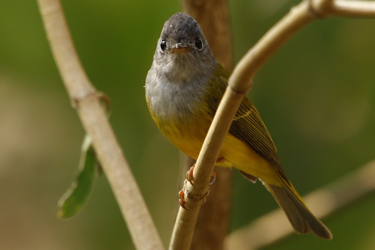 Gray-headed Canary-Flycatcher - ML311934921