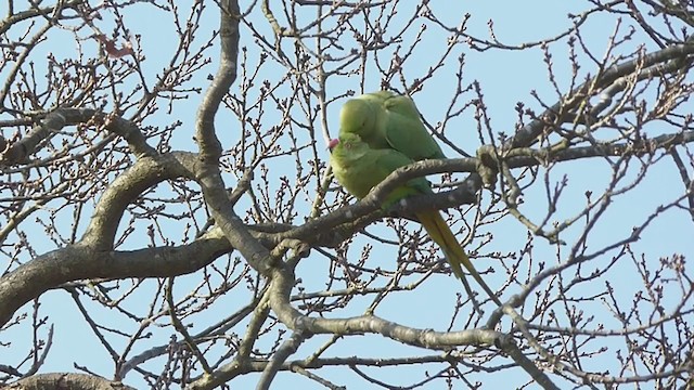 Rose-ringed Parakeet - ML311935101