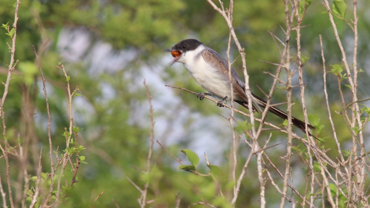Fork-tailed Flycatcher - Bennett Hennessey