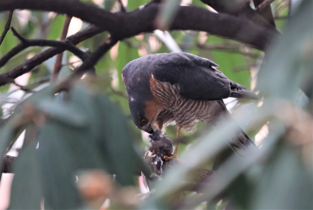 Eurasian Sparrowhawk - ML311935291