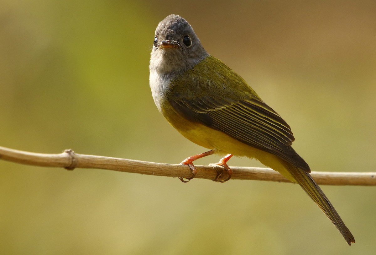 Gray-headed Canary-Flycatcher - ML311935381