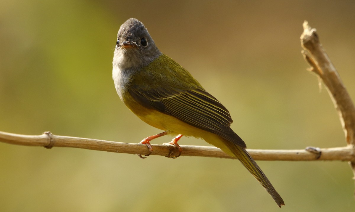 Gray-headed Canary-Flycatcher - ML311935401