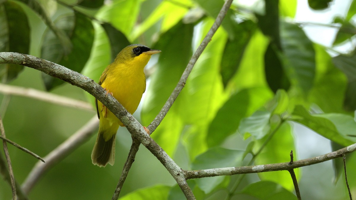 Black-lored Yellowthroat - Miguel Aguilar @birdnomad