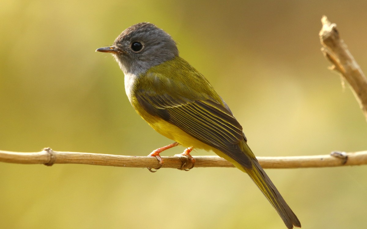 Gray-headed Canary-Flycatcher - ML311936121