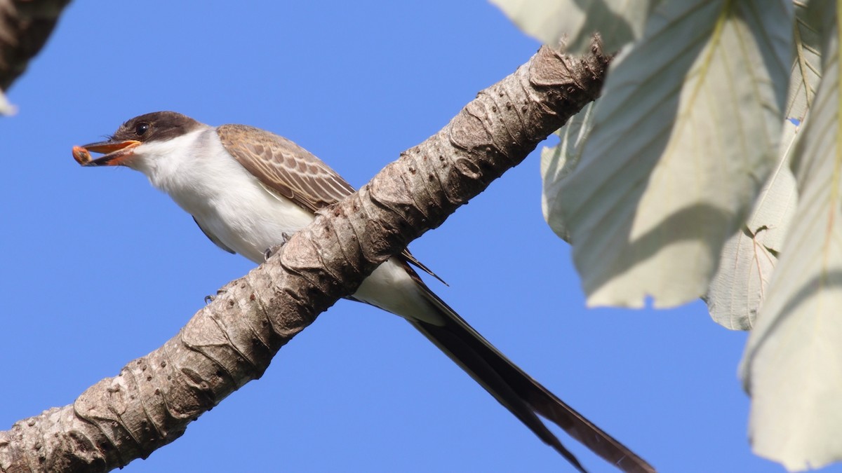 Fork-tailed Flycatcher - Bennett Hennessey