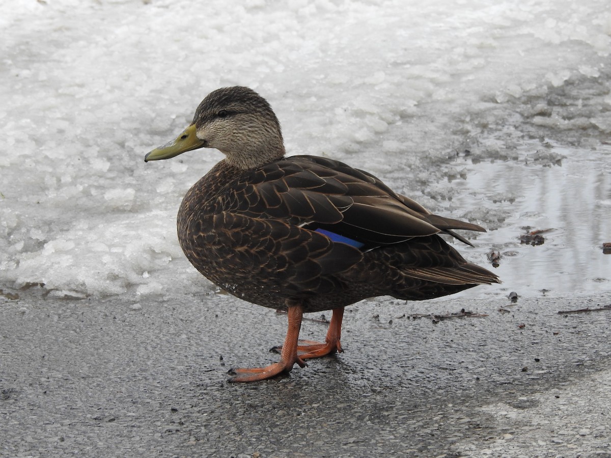 American Black Duck - ML311937031