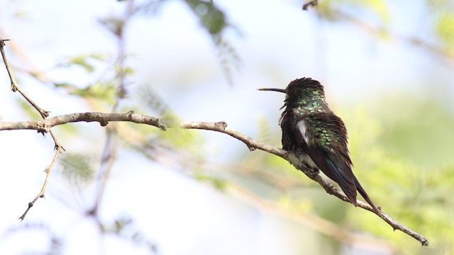 Blue-tufted Starthroat - ML311937821