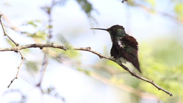 Blue-tufted Starthroat - ML311938221