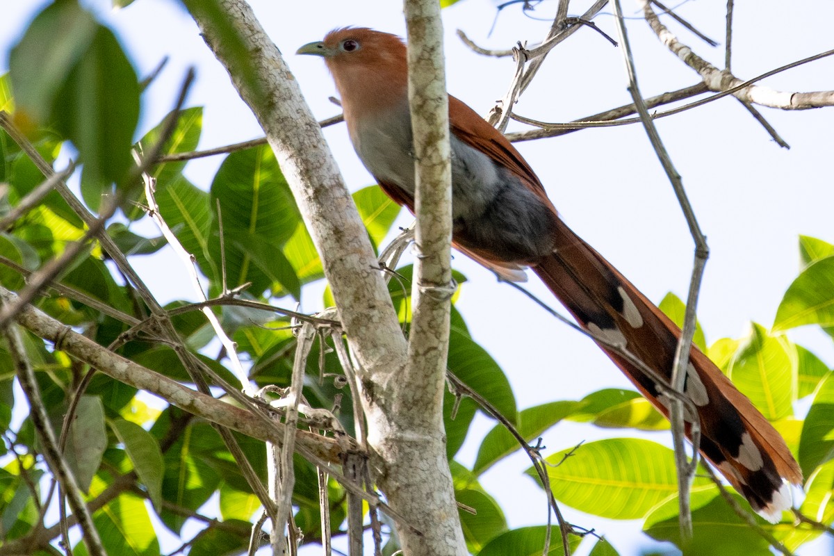 Squirrel Cuckoo (West Mexico) - ML311939641