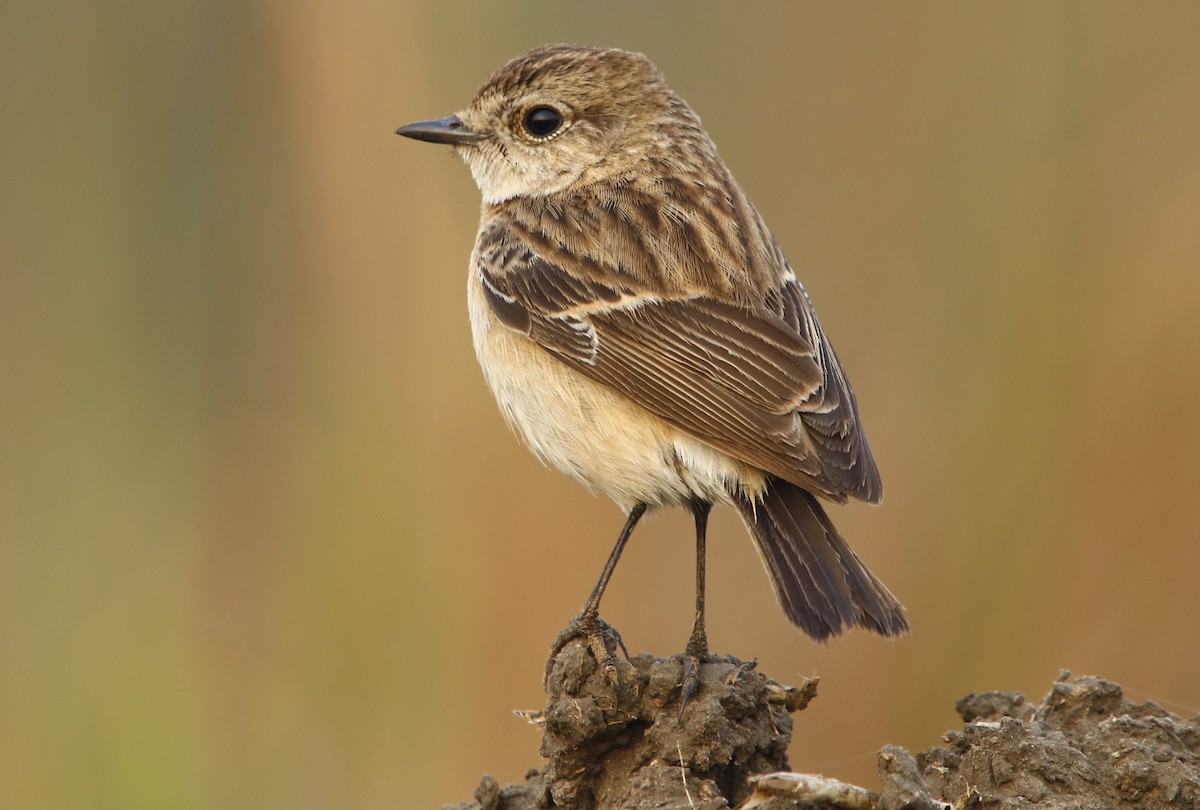 Siberian Stonechat - ML311942011