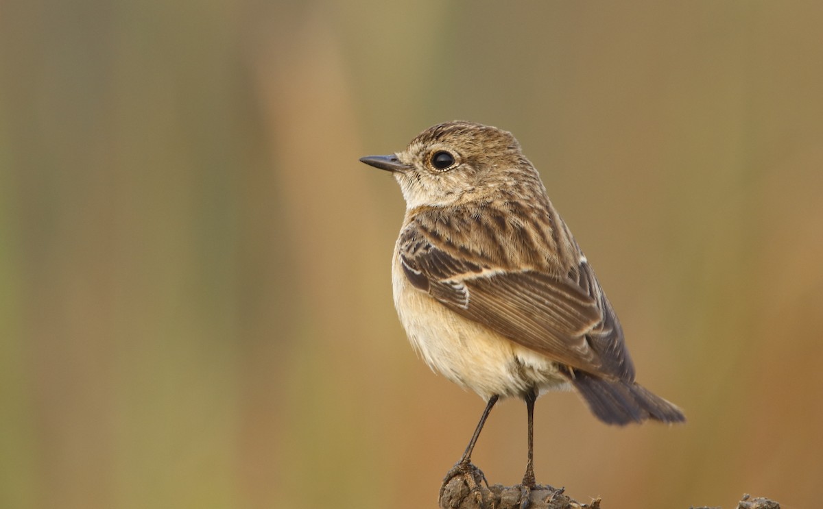 Siberian Stonechat - ML311942021