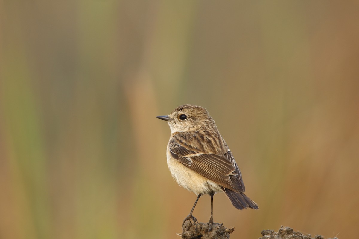 Siberian Stonechat - ML311942041