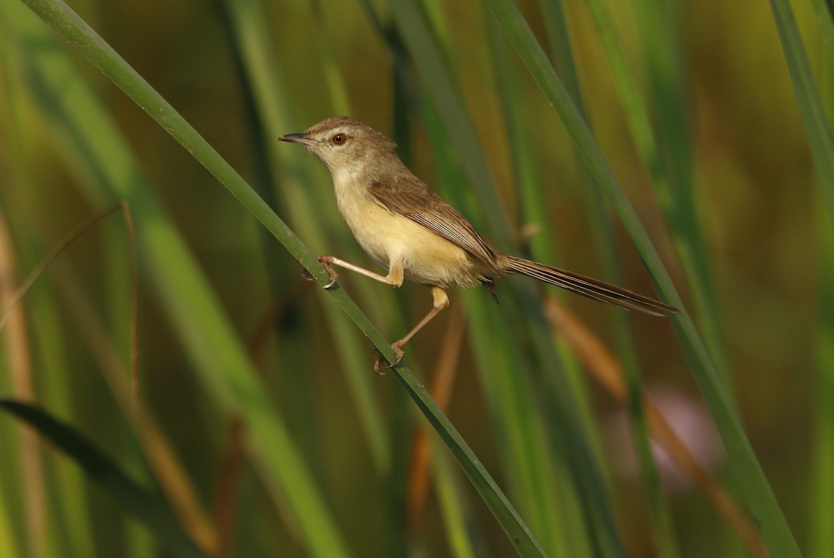 Prinia Sencilla - ML311943041