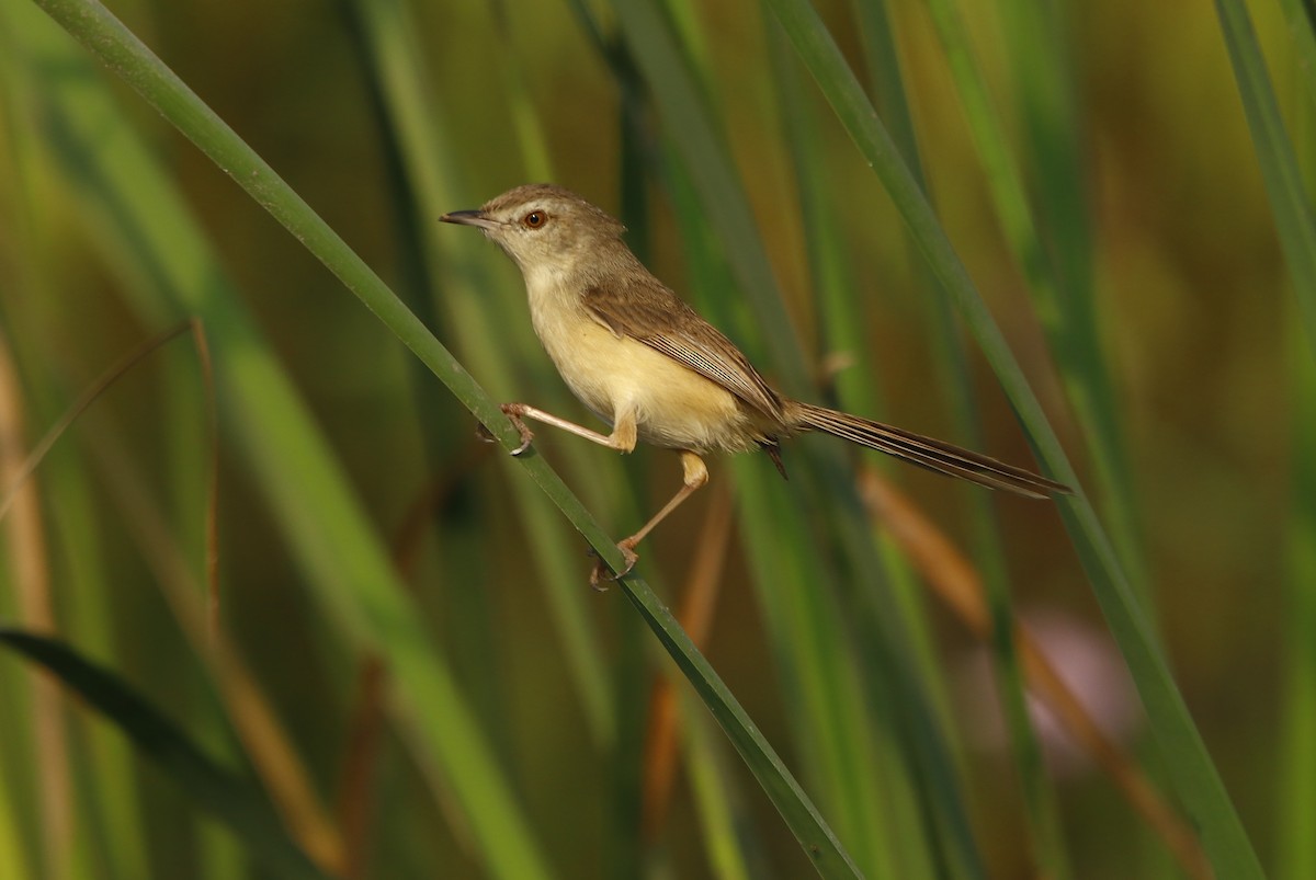 Plain Prinia - ML311943041