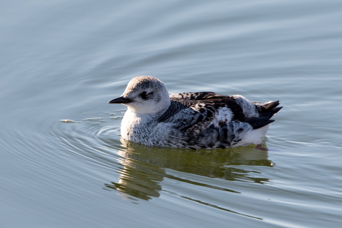 Black Guillemot - ML311943391