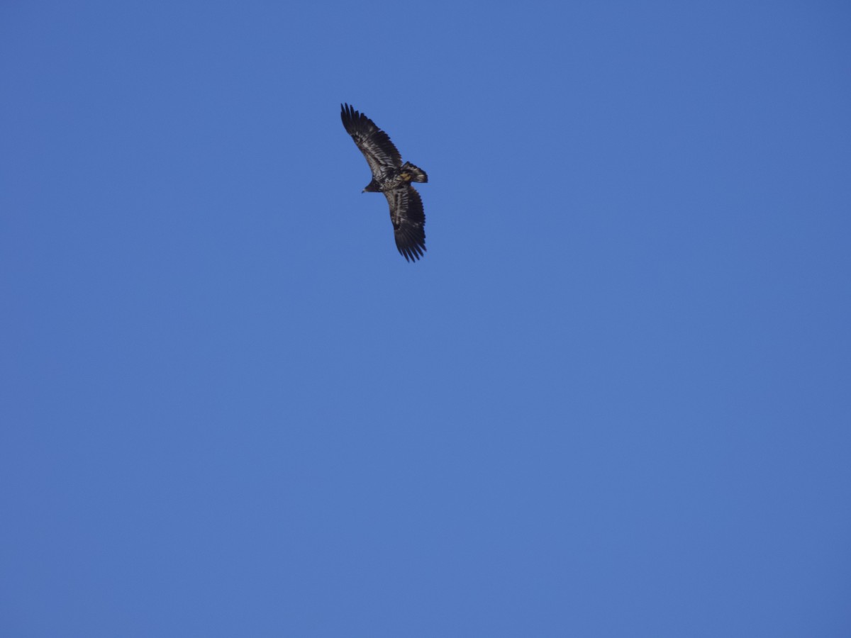 Bald Eagle - ML311944301