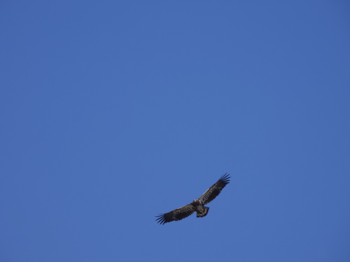 Bald Eagle - ML311944331