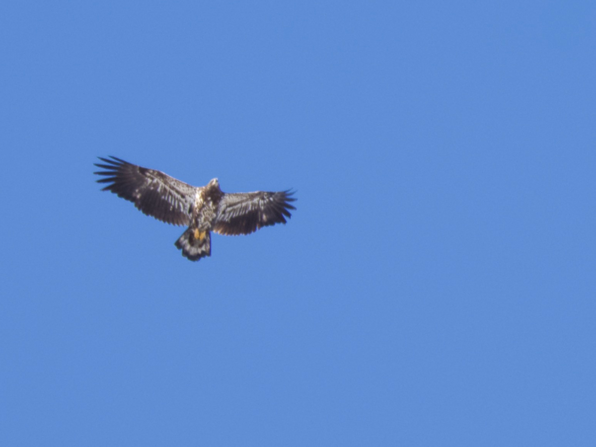 Bald Eagle - ML311944441