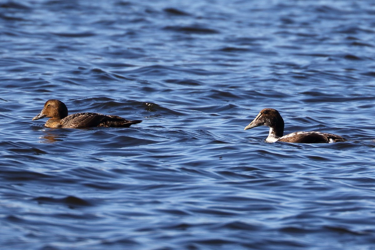 Eider arrunta - ML311944641