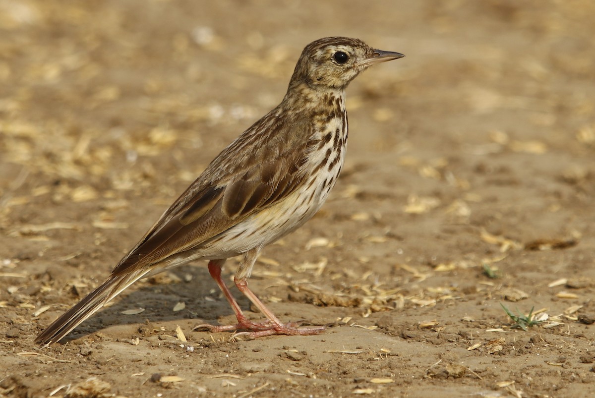 Tree Pipit - Bhaarat Vyas