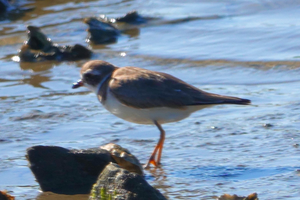 Semipalmated Plover - Doug Wassmer