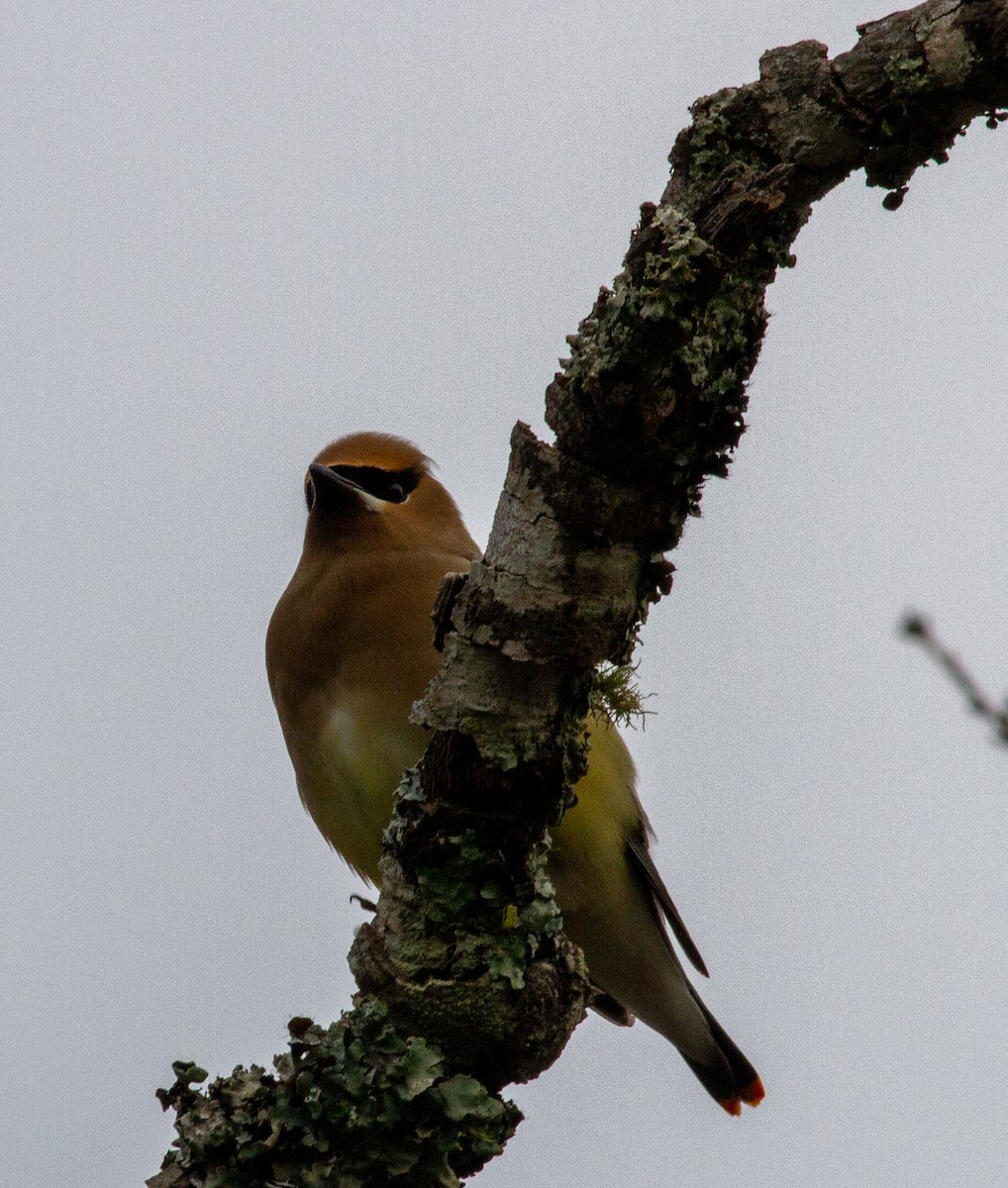 Cedar Waxwing - ML311946821