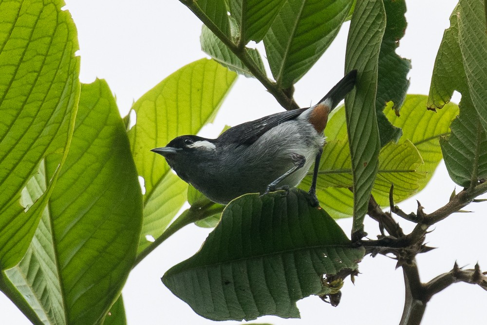 White-eared Conebill - Francesco Veronesi