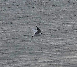 Common Tern - ML311948041