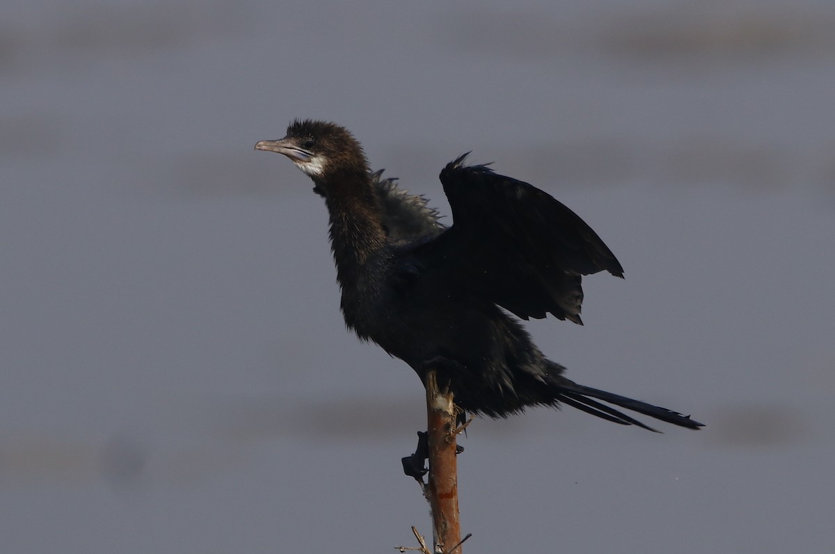 Little Cormorant - Bhaarat Vyas