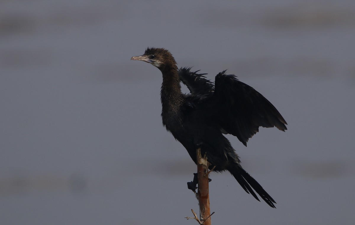 Little Cormorant - Bhaarat Vyas
