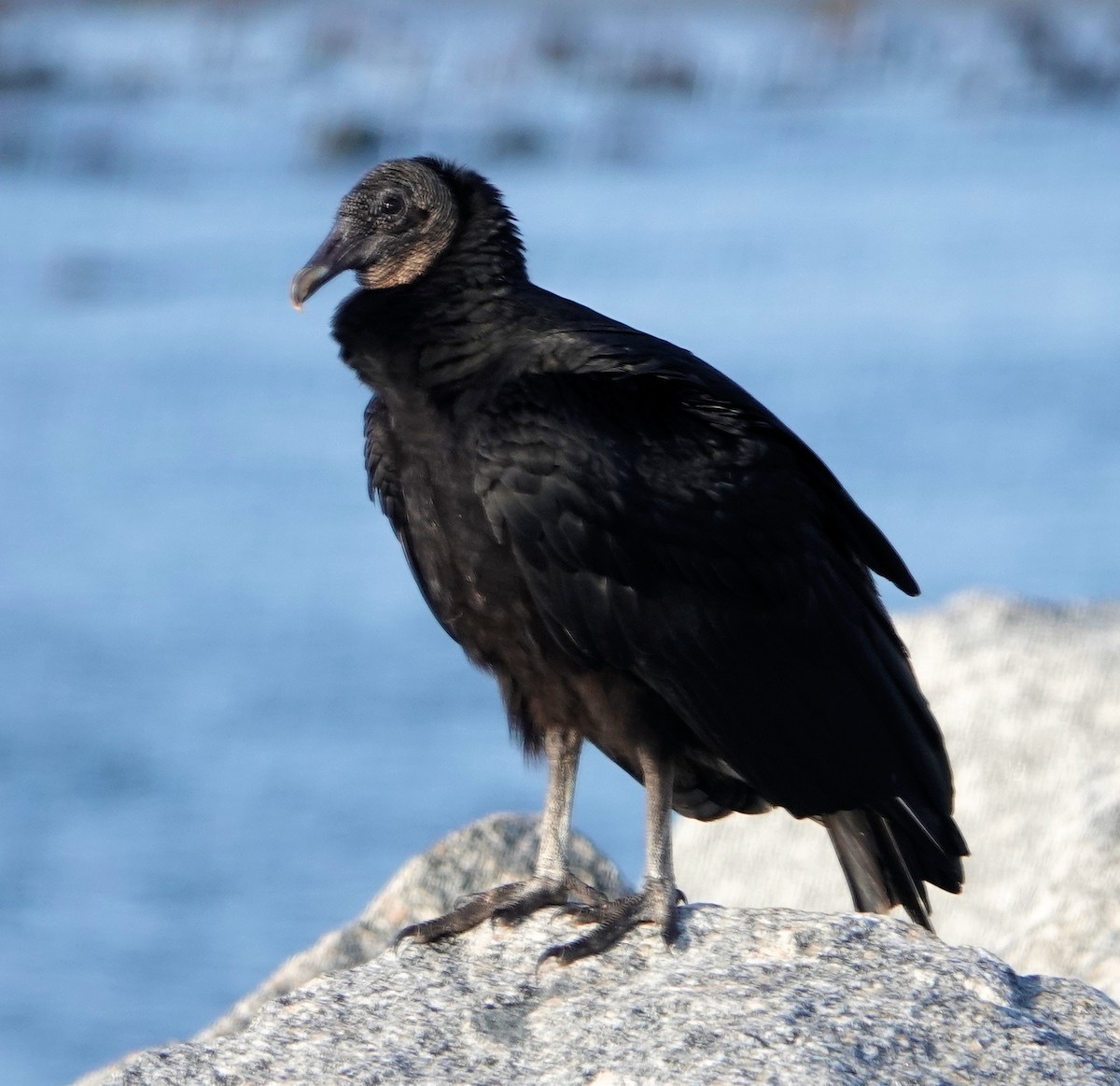 Black Vulture - ML311948801