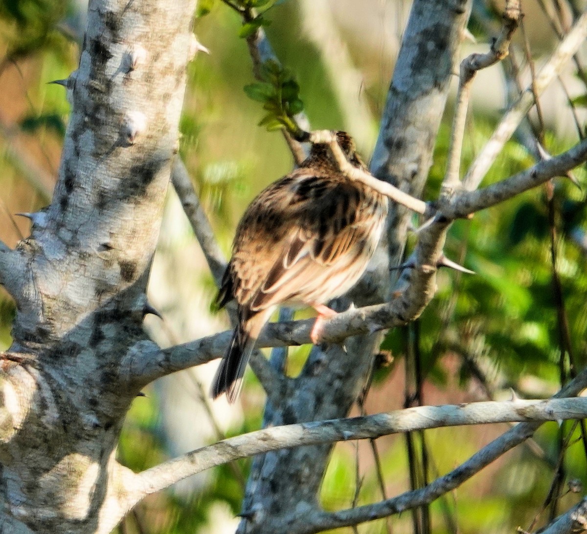 Savannah Sparrow - ML311949471